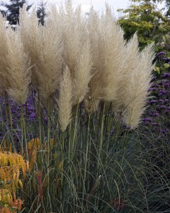 Trawa pampasowa Cortaderia Selloana w doniczce