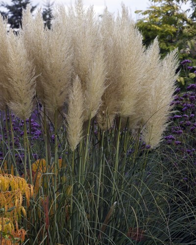 TRAWA-PAMPASOWA-KORTADERIA-SELLOANA2.jpg