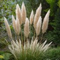 TRAWA-PAMPASOWA-KORTADERIA-SELLOANA3.jpg