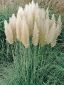 TRAWA-PAMPASOWA-KORTADERIA-SELLOANA4.jpg