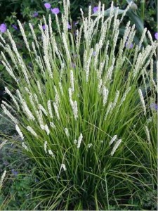 Sesleria jesienna w doniczce