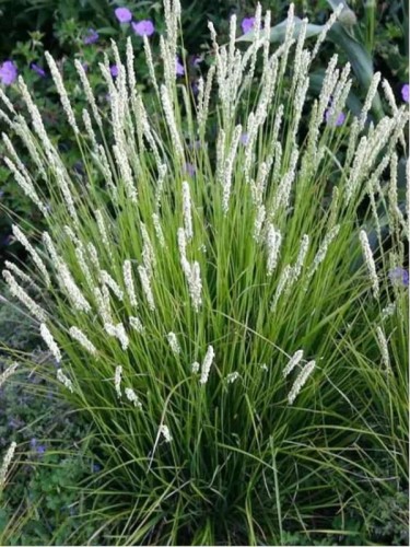 sesleria-jesienna 7.jpg