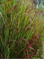 proso-rozgowate-squaw-panicum-virgatum44.jpg
