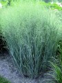 Proso-rozgowate-Heavy-Metal11.jpg