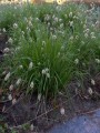 sesleria_caerulea_(sesleria_albicans)_kalk-blaugras_1.jpg