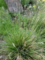 sesleria_caerulea_(sesleria_albicans)_kalk-blaugras_2.jpg