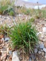 sesleria_caerulea_(sesleria_albicans)_kalk-blaugras_3.jpg