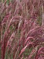 674400-miscanthus-sinensis-red-chief 66.jpg