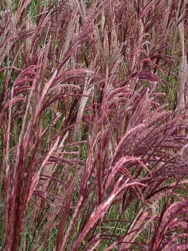 674400-miscanthus-sinensis-red-chief 66.jpg