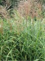 miscanthus-sinensis-punktchen2.jpg