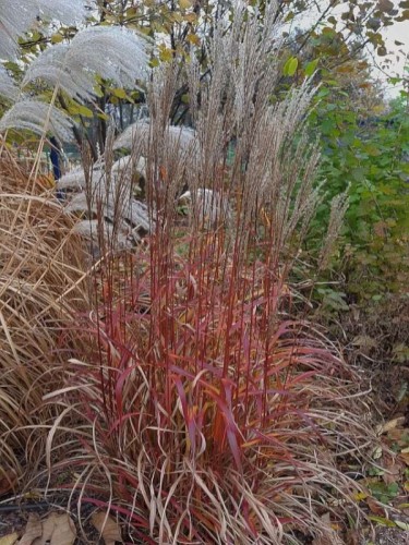miskant-chinski-afrika-miscanthus-sinensis4.jpg