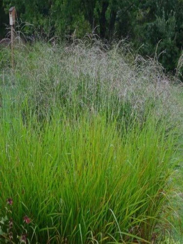 miscanthus_sinensis_blutenwunder_22.jpg
