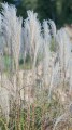 miscanthus_sinensis_blutenwunder_33.jpg