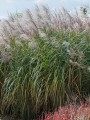 miscanthus_sinensis_blutenwunder_44.jpg