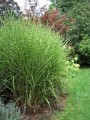 miskant-chinski-little-zebra1.jpg