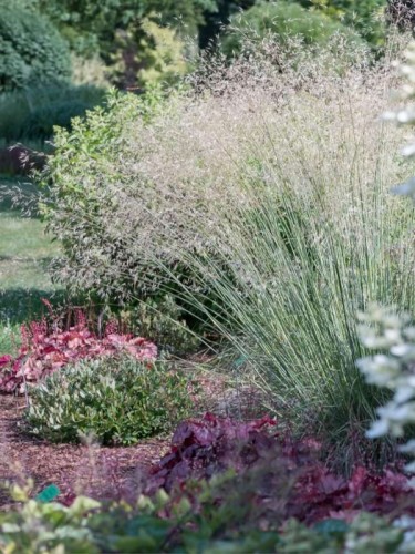 ostnica-olbrzymia-stipa-gigantea4.jpg