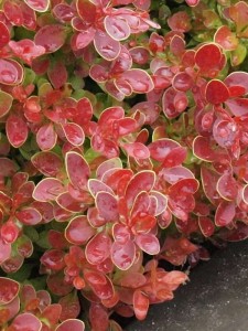 Berberys Thunberga Coronita  w doniczce
