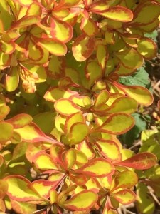 Berberys Thunberga Diabolicum w doniczce