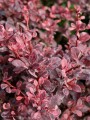 berberis-thunbergii-harlequin~1.jpg