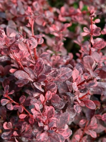 berberis-thunbergii-harlequin~1.jpg