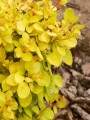 BERBERYS-THUNBERGA-GOLDALITA 1.jpg