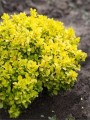 BERBERYS-THUNBERGA-GOLDALITA 2.jpg