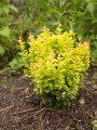 BERBERYS-THUNBERGA-GOLDALITA 3.jpg