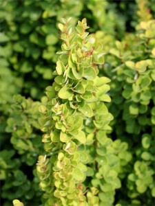 Berberys Thunberga Erecta w doniczce