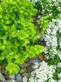 limba-0berberys-thunberga-green-carpet-563 4.jpg