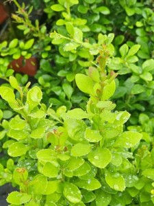 Berberys Thunberga Green Carpet w doniczce