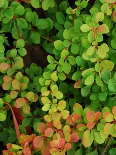 Berberys-Thunberga-GREEN-CARPET1.jpg