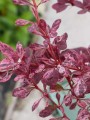 pol_pl_Berberys-thunberga-Pink-Queen-P9-179600_1.jpg