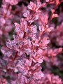 berberys-thunberga-rose-glow-007 1.jpg