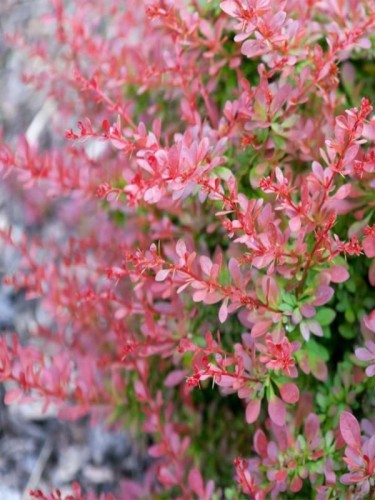 berberys-thunberga-red-carpet_82057 4.jpg