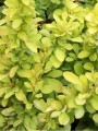 berberis-thunbergii-golden-carpet3_big1.jpg
