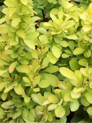 berberis-thunbergii-golden-carpet3_big1.jpg