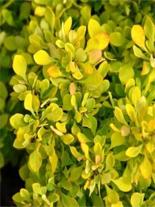 Berberys Thunberga Aurea w doniczce