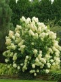 Hortensja-Bukietowa-GRANDIFLORA2.jpg