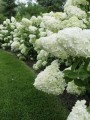 Hortensja-Bukietowa-GRANDIFLORA3.jpg