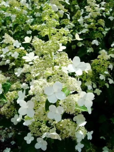 Hortensja-bukietowa-H.-paniculata-Unique-Arboretum-Wojsławice11.jpg