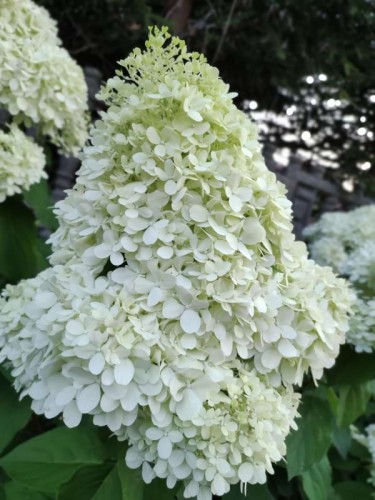 hortensja-bukietowa-hydrangea-paniculata-phantom_f1.jpg