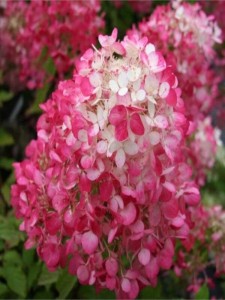 Hortensja bukietowa Pink Diamond w doniczce