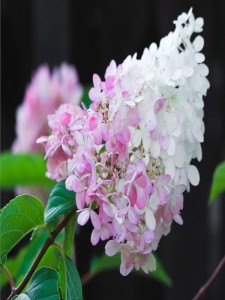 Hortensja bukietowa Pink Lady w doniczce
