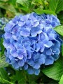 Hortensja-Ogrodowa-Nikko-Blue-Mocno-Niebieska-2L_[1756]_780 1.jpg