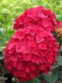 Hortensja-Ogrodowa-ROYAL-RED11.jpg