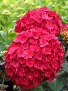 Hortensja ogrodowa Red Baron w doniczce