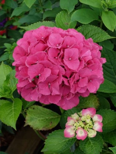 hydrangea-macrophylla-sibilla1.jpg