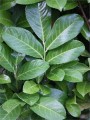 pol_pl_Laurowisnia-wschodnia-Rotundifolia-P9-182076_11.jpg