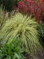 carex-oshimensis-evergold2.jpg