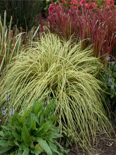 carex-oshimensis-evergold2.jpg
